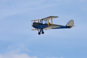 Blue Gypsy Moth_1